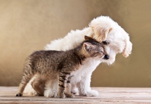 3352466-friends-dog-and-cat-together
